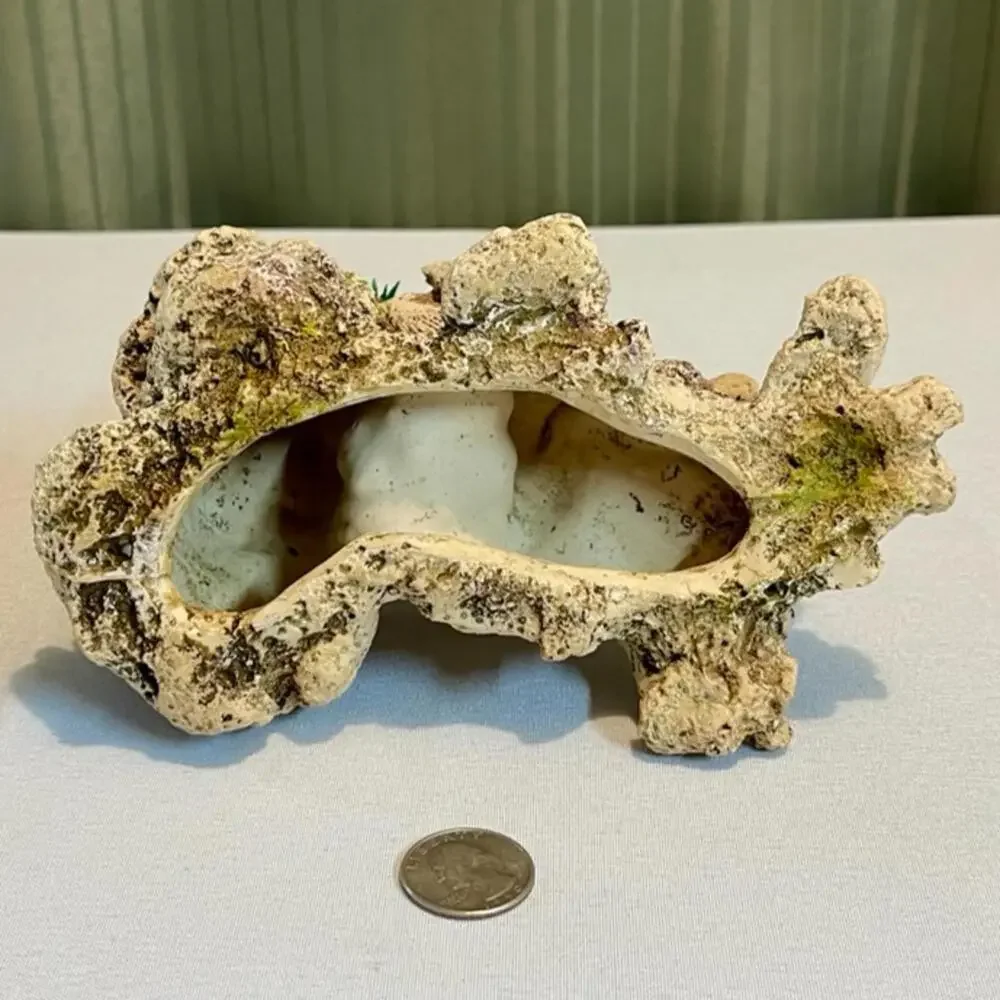 Top Fin Treasure Clam